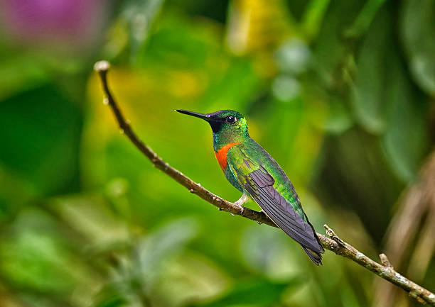 istock Gould's jewelfront hummingbird perching in a garden 2249770863