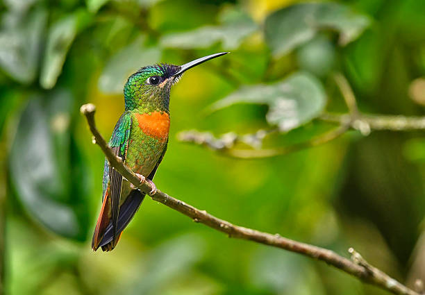 istock Gould's jewel front hummingbird perching on a bare branch 2249770881