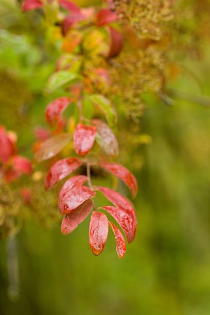 istock Plant list 2025 - Spiraea veitchii 2249770939