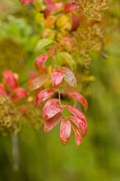 istock Plant list 2025 - Spiraea veitchii 2249770949