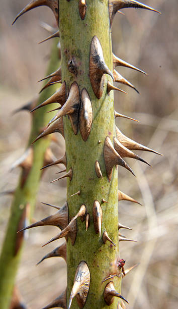 istock Sharp thorns on a branch of a bush and a tree 2249771837