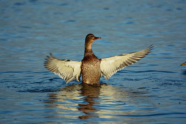 istock ducks on the Baltic Sea late autumn 2249774353