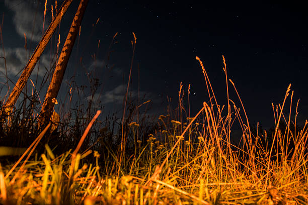 illuminated grasses under evening sky, warm firelight reveals grassy textures beneath deep blue