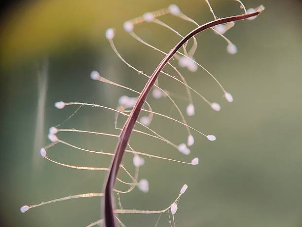 istock Eggs of a lacewing insect 2249776119
