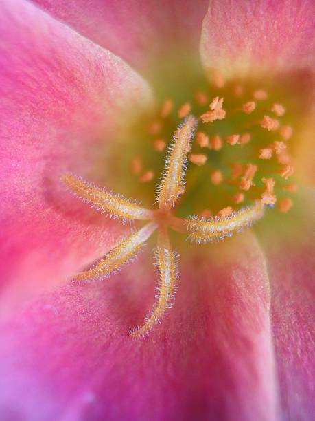 istock Extreme close up of moss rose flower 2249776280