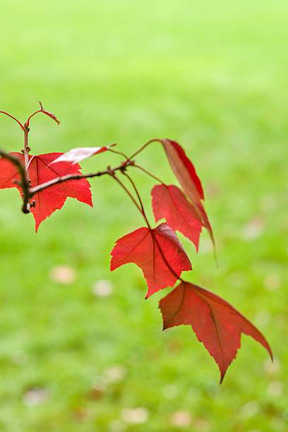 red tree leaves isolated from the background