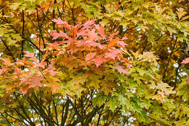 Vibrant autumn leaves in shades of orange, red, and yellow on a tree, showcasing the beauty of fall foliage