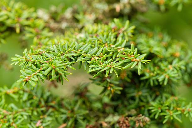 istock Plant list 2025 - Tsuga canadensis (Greenwood Lake) 2249777442