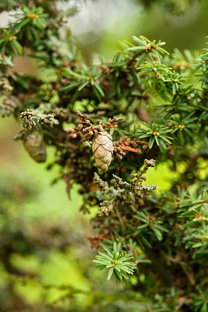 Plant list 2025 - Tsuga canadensis (Greenwood Lake)