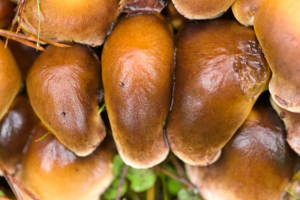 Close-up of brown mushrooms growing in clusters, showcasing their smooth caps and earthy tones, surrounded by green foliage