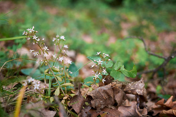 istock Sedum cepaea in bloom 2249778141