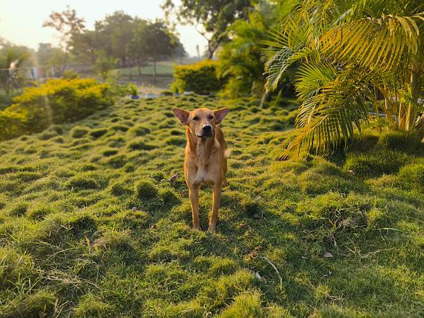 istock Indian Pariah Dog standing on lawn 2249778285
