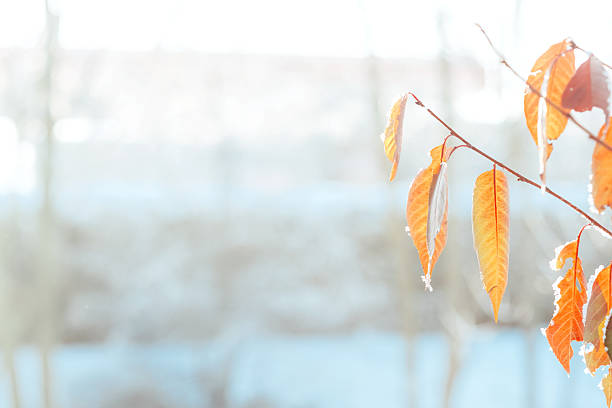 First snow in October in Norway, the rowan branch with last leaf on.