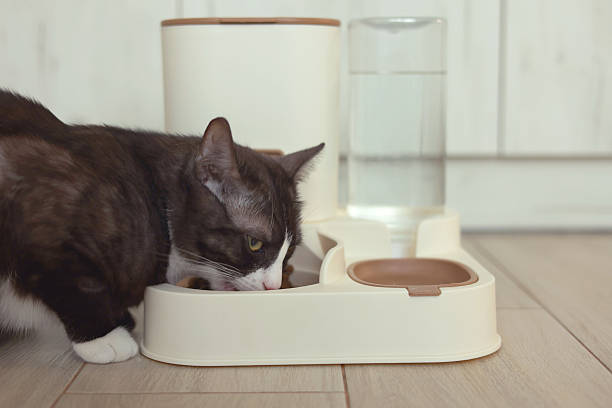 istock A Curious Cat is Investigating its Automatic Feeder with great interest and excitement 2249779522