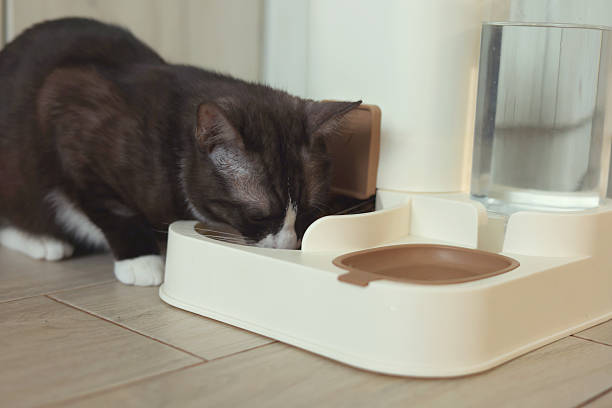 istock A Curious Cat is Investigating its Automatic Feeder with great interest and excitement 2249779529