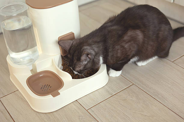 istock A Curious Cat is Investigating its Automatic Feeder with great interest and excitement 2249779549