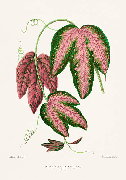 Passiflora Trifasciata leaf illustration. Vintage plate from a French botanical book on plants with colorful foliage, ca. 1867.