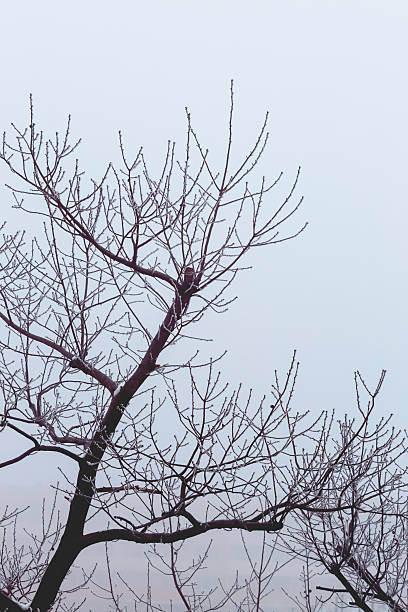 istock Bright Winter Pine Landscape with Frosted Trees Under a Clear Sky, Capturing a Nostalgic and Moody Seasonal Atmosphere 2249781133