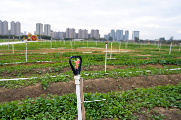 A sprinkler irrigation system watering crops in an urban agricultural field with city buildings in the background. The scene depicts modern agriculture within a city environment, showcasing efficient water use for crop growth. Visual style is realistic, capturing the essence of urban farming. Potential usage includes educational materials on sustainable agriculture or urban planning.