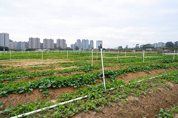 A sprinkler irrigation system watering crops in an urban agricultural field with city buildings in the background. The scene depicts modern agriculture within a city environment, showcasing efficient water use for crop growth. Visual style is realistic, capturing the essence of urban farming. Potential usage includes educational materials on sustainable agriculture or urban planning.