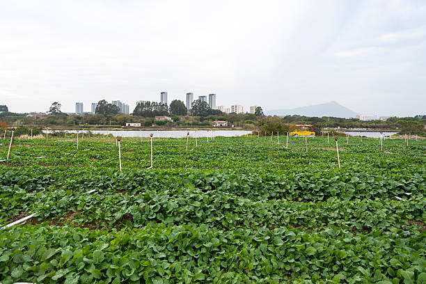 istock Urban Agriculture Field with Modern Infrastructure 2249785154