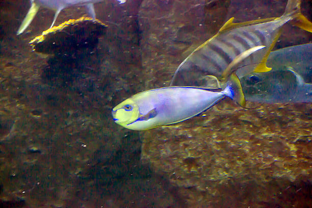 Tropical Fish Naso Tang (Naso lituratus) -Thailand on the Natural background