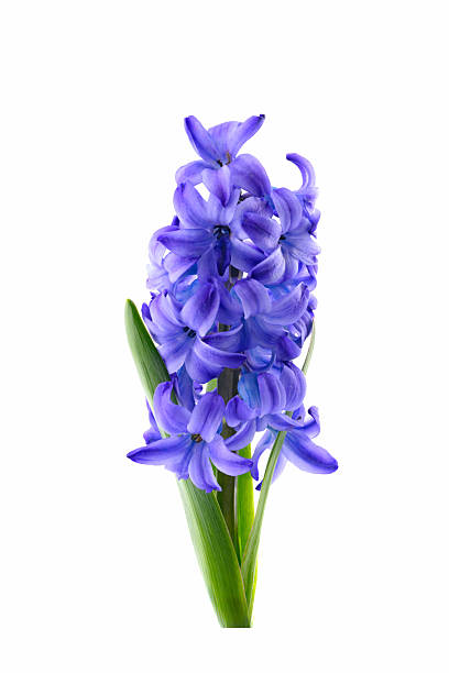 istock beautiful lilac hyacinth on stem with leaves on white 2249786425