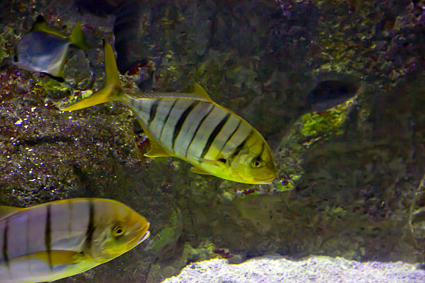 Golden toothless trevally fish in water