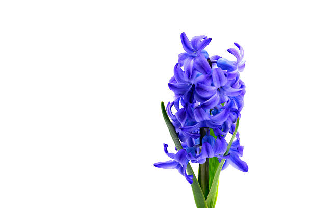 istock dark blue hyacinth flower close up on white background 2249786604