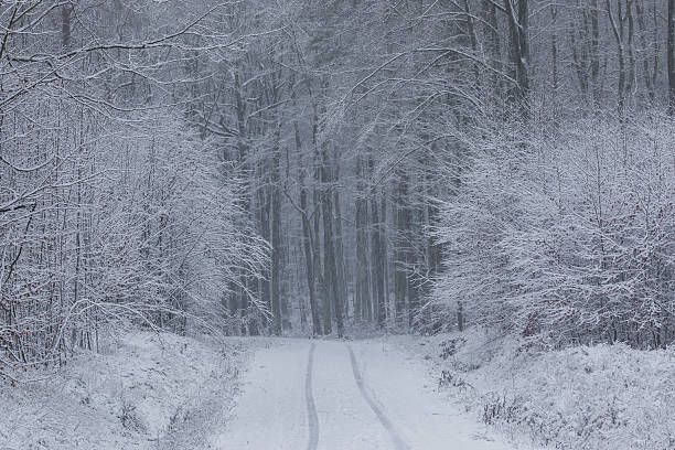 Snow holds the memory of passage, briefly, before returning to stillness.