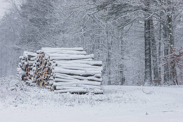 Stacks of freshly cut logs covered in snow at the edge of the Oliwa Woods in Gdansk, Poland, surrounded by frosty evergreen trees in early winter.
