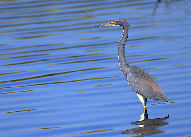 istock Tricolored heron wading in a tranquil blue lake 2249790582
