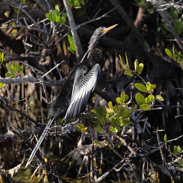 istock Anhinga bird perched on a branch in its natural habitat 2249790833