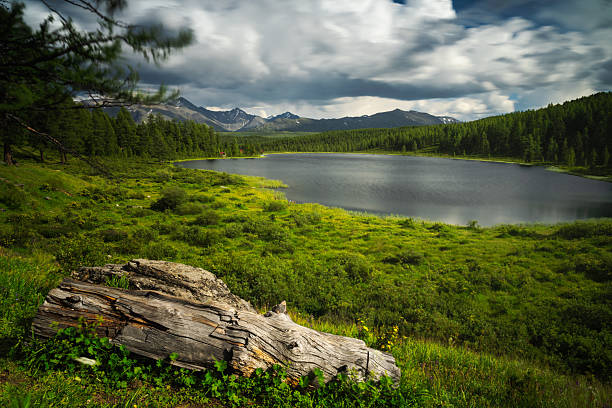 Scenic view of Lake Kidelyu in Ulagan Pass, Altai Republic, with a weathered fallen log and lush green meadow in the foreground, calm mountain lake in the middle ground, and forested slopes with snow-capped peaks on the horizon. The horizontal composition with textured clouds and natural elements is ideal for travel, eco tourism, wilderness and sustainability themes, offering copy space in the sky and water areas.