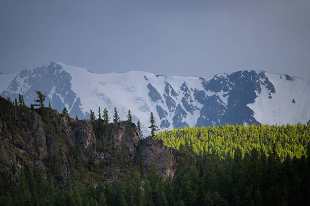 Mountain landscape in Altai with rugged rocky cliffs and sparse conifer trees in the foreground, a bright green sunlit forest in the middle ground, and a distant snow-covered mountain ridge filling the background. The horizontal composition with simple sky and layered terrain is suitable for travel, wilderness, climate and ecology themes, providing natural copy space in the upper part of the frame.