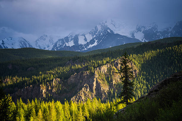 Wide mountain landscape in Altai with a bright green conifer forest and rocky cliffs in the foreground, leading to a distant snow-covered mountain range under heavy blue-gray storm clouds. Suitable for travel, eco tourism, wilderness and adventure themes, with horizontal framing and natural atmospheric copy space in the cloudy sky and soft background mountains.