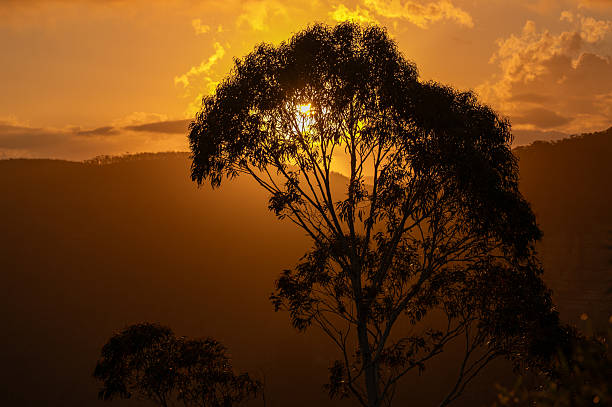After sunset in the Blue Mountains