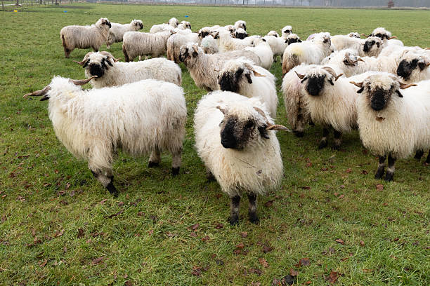 istock A herd black nose sheep, Walliser Schwarznase. 2249796095