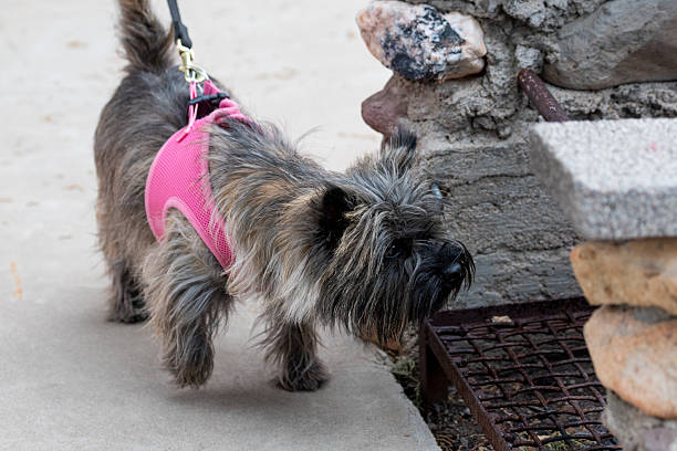 Cairn terrier dog checking for a hidden scent during a game