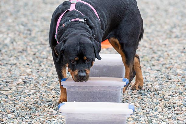 Rottweiler dog on lead in field with out of focus crowd in background