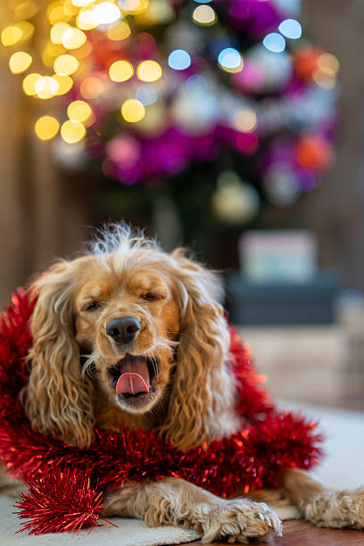 cocker spaniel dog lying in front of a Christmas tree with bokeh lights