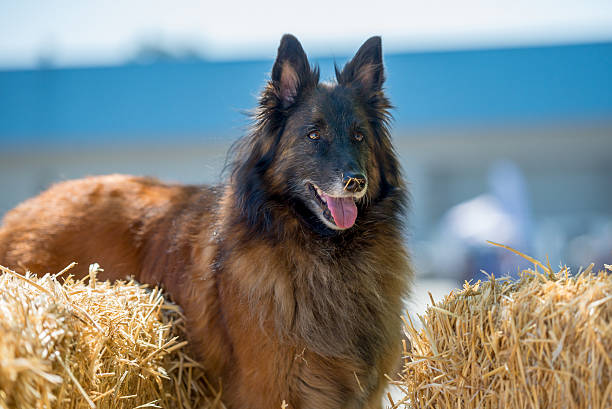 Belgian Tervuren with hay on her nose white looking for rats in the bales of straw