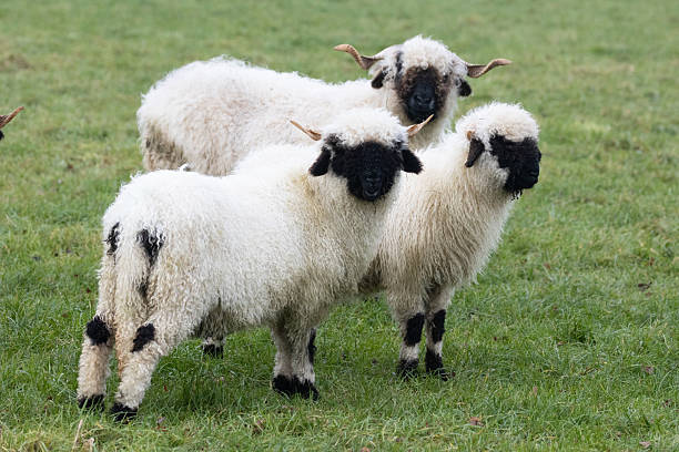 istock Three white sheep with a black beak, nose and ears. Walliser schwarznase. Black nose sheep 2249796319
