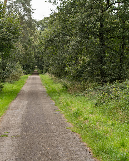 istock Narrow tarmac road through the forest 2249796432
