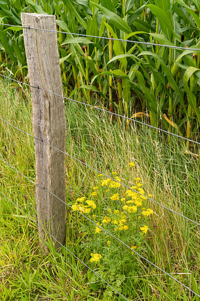 istock Yellow flowering St John's wort on a fence post 2249796481