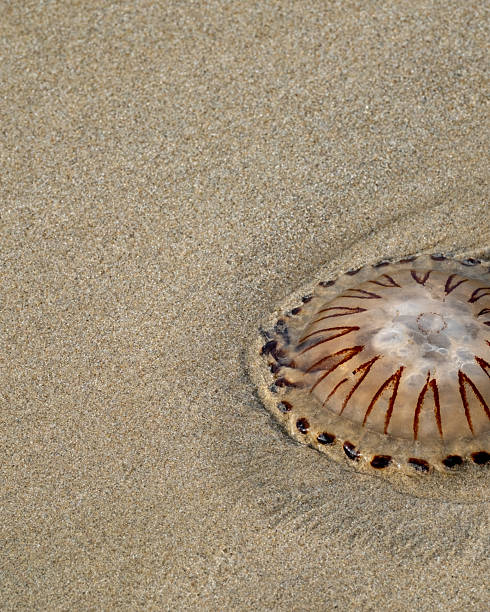 istock Compass Jellyfish in the sand 2249796555
