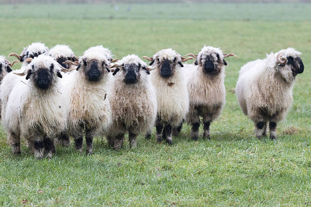 istock A herd black nose sheep, Walliser schwarznase. 2249797009