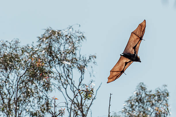 istock Close-up of a flying fruit bat (flying fox) against a blue sky 2249797022
