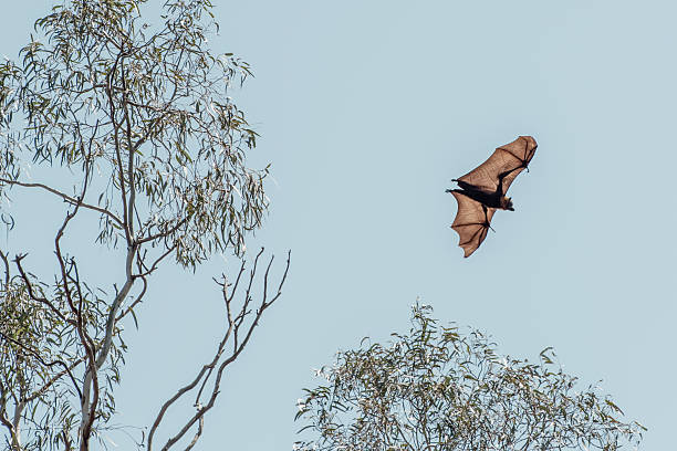 Close-up of a flying fruit bat (flying fox) against a blue sky