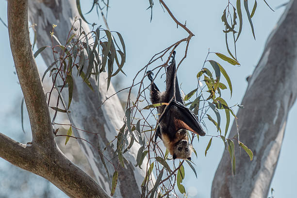 A bat hanging upside down from a branch in a dark setting, surrounded by greenery